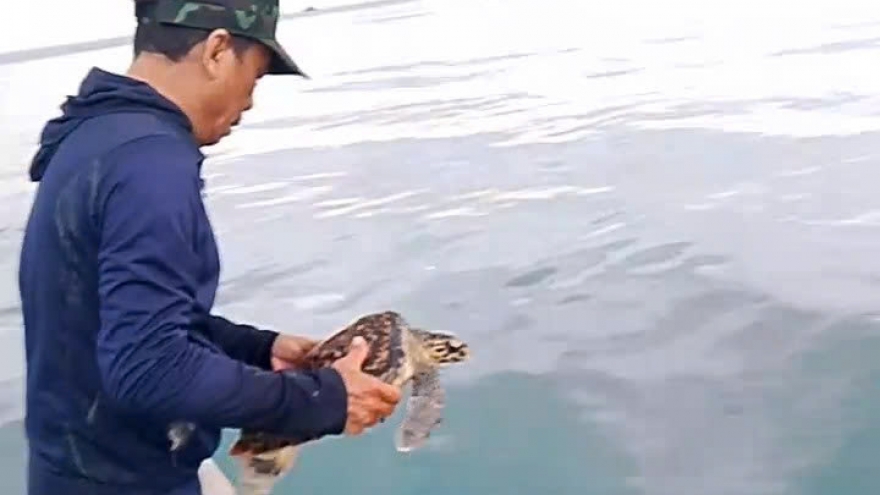 Thả cá thể rùa xanh quý hiếm về biển