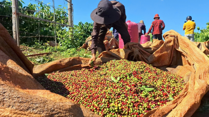 Giá cà phê hôm nay 25/9: Giá cà phê thế giới đồng loạt tăng, trong nước đi ngang