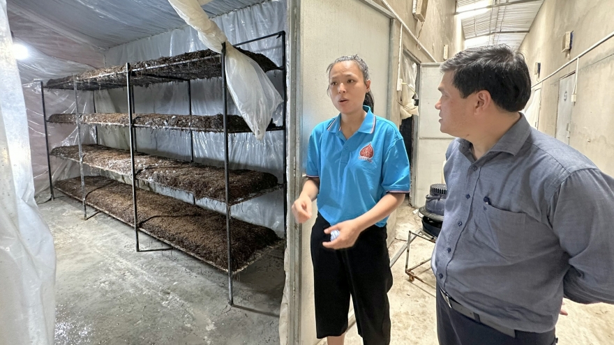 Cô gái 9X bỏ tiền tỷ khởi nghiệp bằng nấm rơm và kết quả ngoài mong đợi