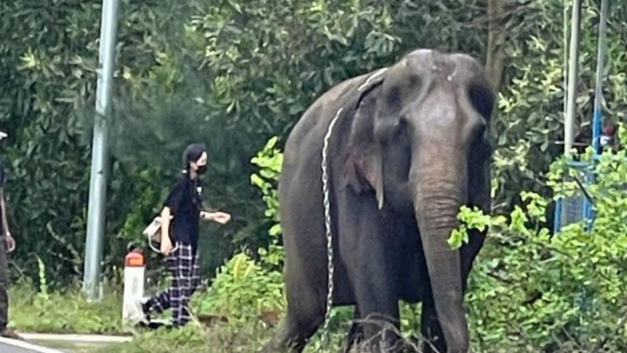 Voi bất ngờ xuất hiện trên đường ở Quảng Nam