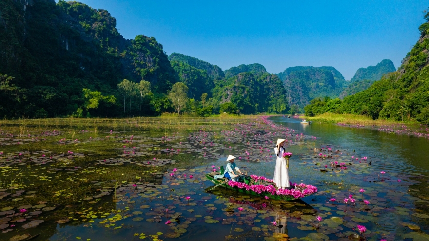 Tam Cốc đẹp tinh khôi mùa hoa súng nở rộ