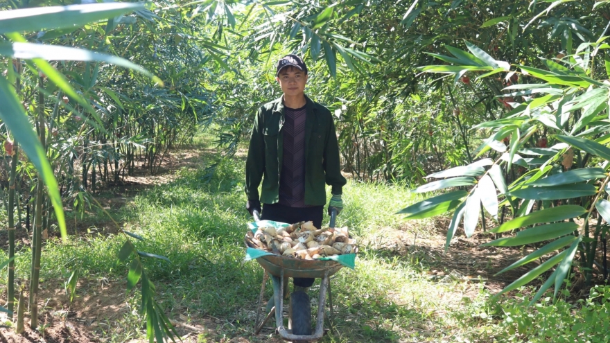 Trồng tre lục trúc giúp giảm thiệt hại kinh tế do tác động của biến đổi khí hậu