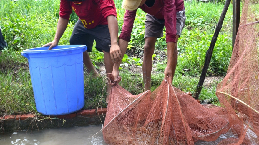 Người nuôi tôm còn đối diện nhiều khó khăn