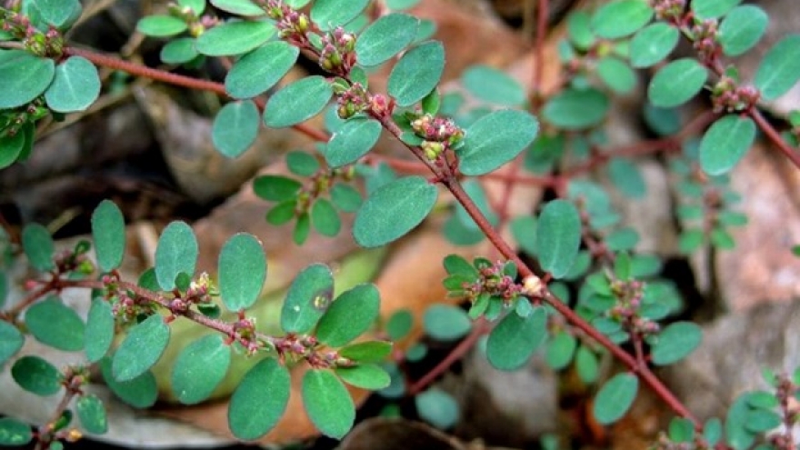 Loại cây mọc dại là "thần dược" cho sức khoẻ, không tốn tiền mua lại cực tốt