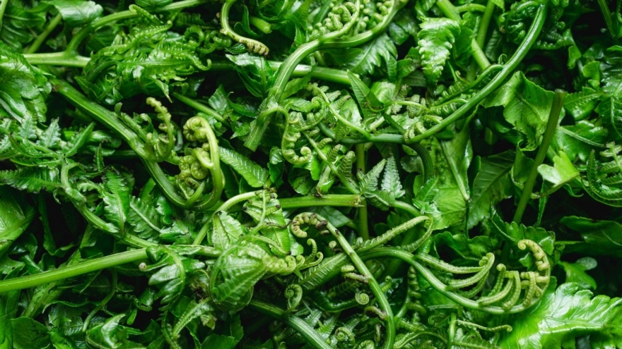 Việt Nam có loại “cây hóa thạch”, mọc dại ở bờ bụi nhưng "siêu bổ dưỡng"