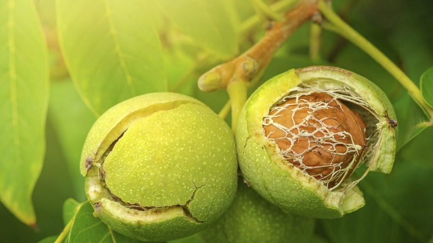 Việt Nam có “vua của các loại hạt", vừa tốt cho tim mạch vừa tốt cho bà bầu