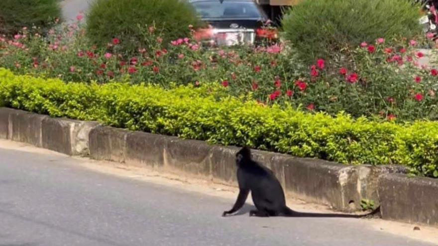 Voọc tấn công người đi đường tại thị trấn Phong Nha