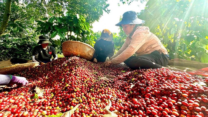 Giá cà phê hôm nay 28/7: Giá cà phê trong nước giảm 2.000 đồng/kg