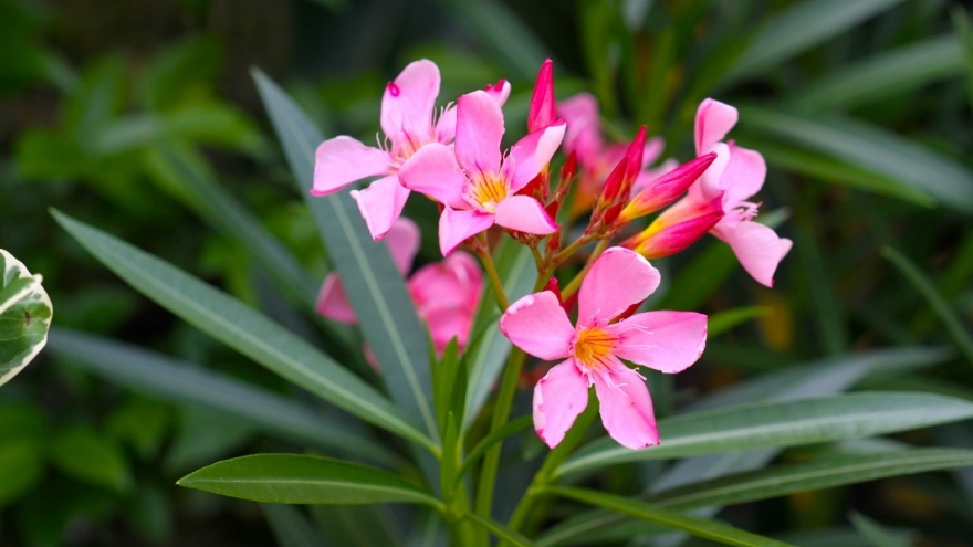 4 loại cây cảnh cực độc, chớ dại trồng trong nhà kẻo gây hại cho sức khỏe