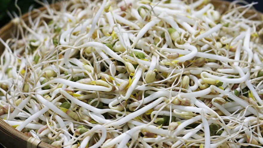 “Nước kẹo” dùng làm “phụ gia” cho 2.900 tấn giá đỗ nguy hiểm như thế nào?