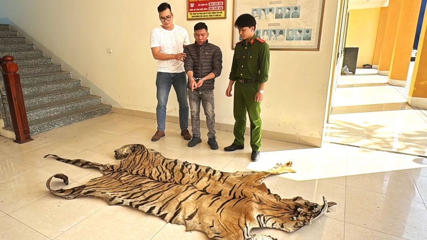 Bị bắt giữ khi mang bộ da hổ từ Quảng Ninh lên Điện Biên tiêu thụ