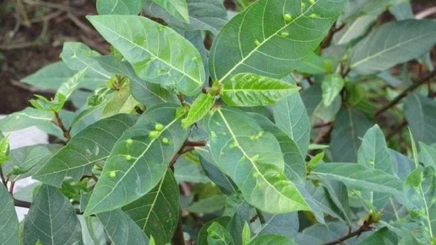 Loại lá gia vị xấu xí lại cực tốt cho sức khỏe, người Việt hay ăn mà không biết