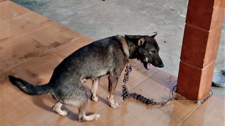 Phát hiện nhiều ổ bệnh dại, người dân Cà Mau cần tăng cường phòng tránh