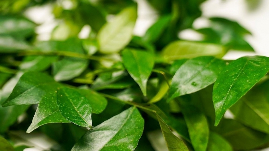 Loại lá thơm phức là "kho" dinh dưỡng cực bổ, ở Việt Nam đi đâu cũng thấy