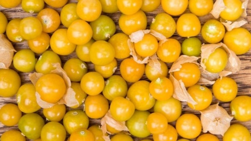 Loại quả dại mọc đầy ở Việt Nam không ai ngó, là thần dược đắt đỏ trên thế giới