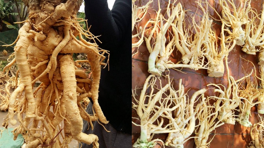 Việt Nam có loại rễ cây cực dễ tìm, bổ dưỡng chẳng kém nhân sâm, tổ yến