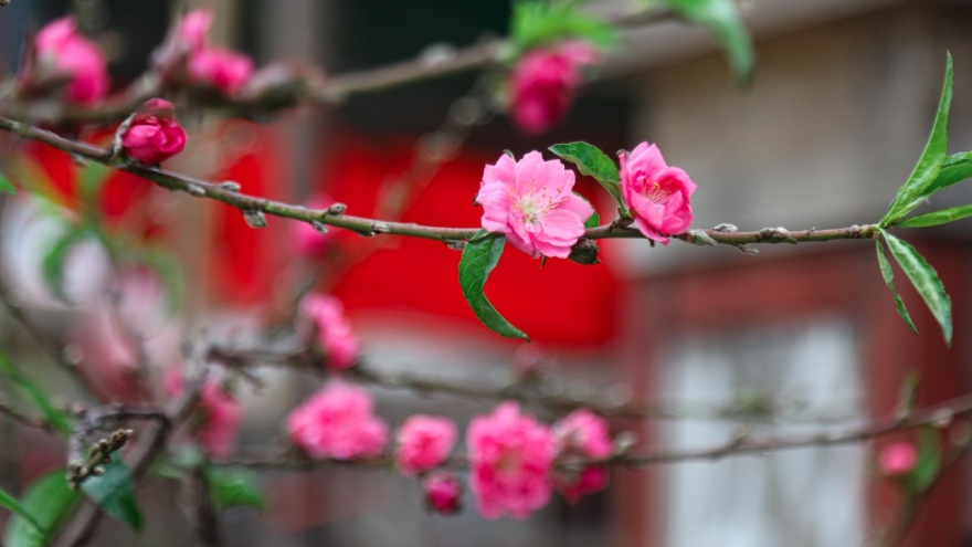 Colourful blossoms signal first signs of lunar New Year in Hanoi