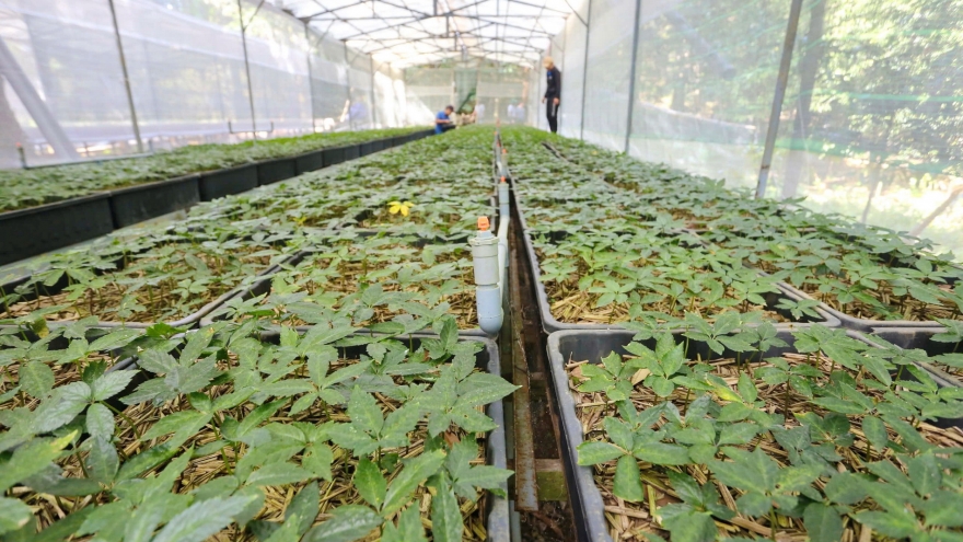 Bí thư Quảng Nam: Cần chính sách đặc thù xây dựng thương hiệu Sâm Việt Nam