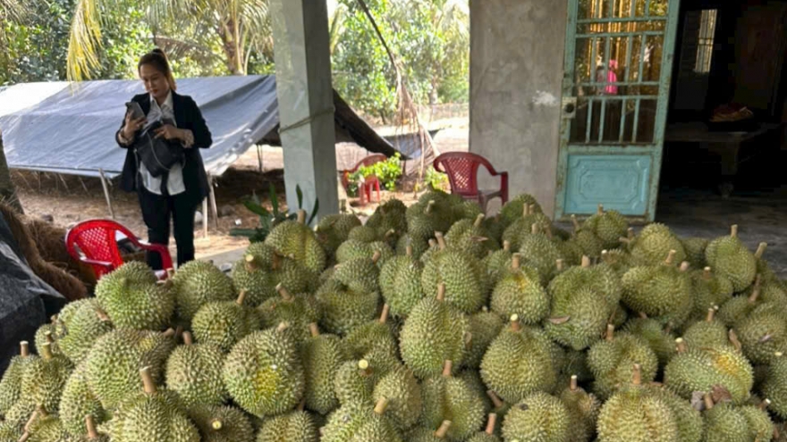 Cận Tết, trái sầu riêng sụt giá bất thường, nhà vườn Tiền Giang giảm lợi nhuận