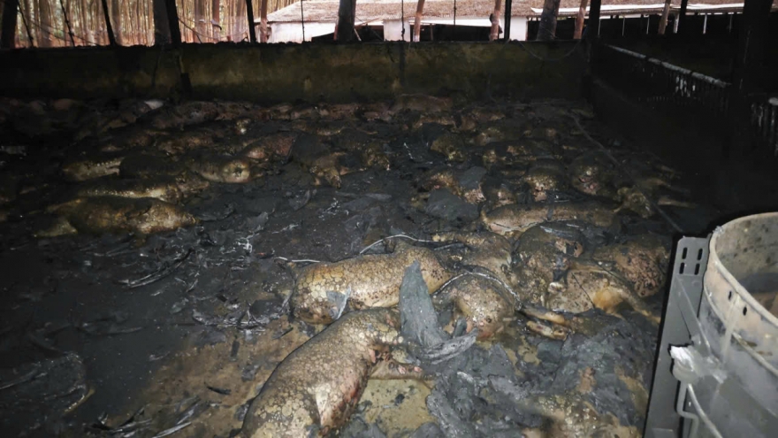 1.600 con heo chết cháy ở Gia Lai, thiệt hại 6,5 tỷ đồng