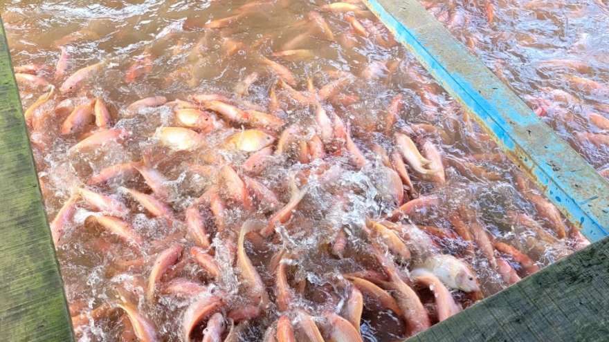 Cá lồng, bè tại Tiền Giang, Bến Tre giá cao, ngư dân phấn khởi đón Tết