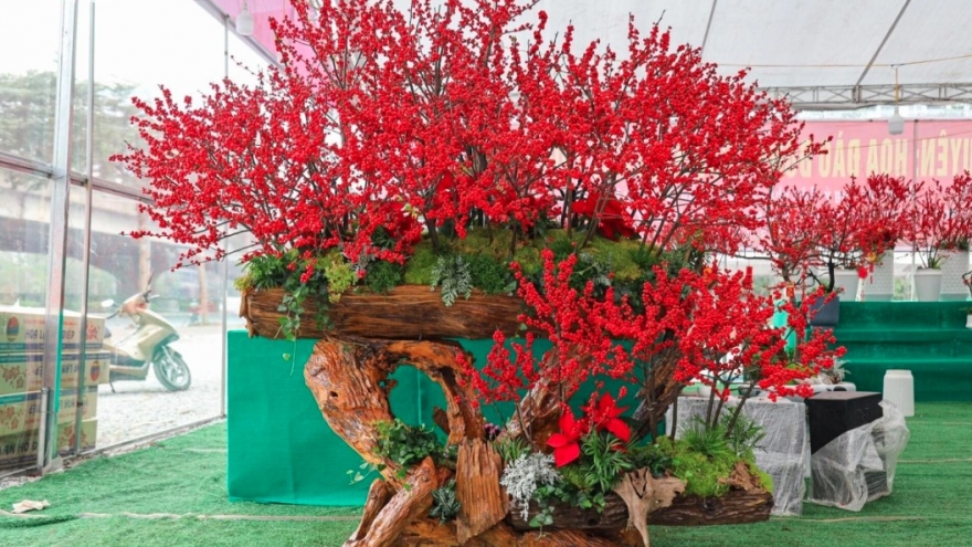 Unique peach trees attract festive customers ahead of Tet