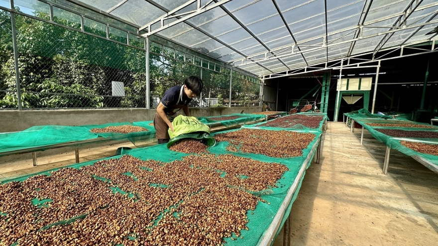 Ban hành quy chế quản lý chỉ dẫn địa lý “Buôn Ma Thuột” cho cà phê Robusta