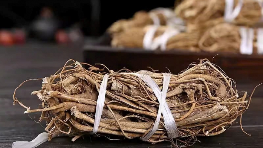 Loại rễ được ví như “vàng dưới lòng đất”