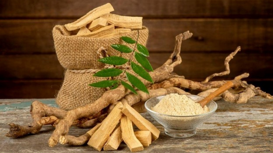 Việt Nam có loại cây phơi khô sẽ hóa “thuốc quý” vừa bổ gan vừa tốt cho xương