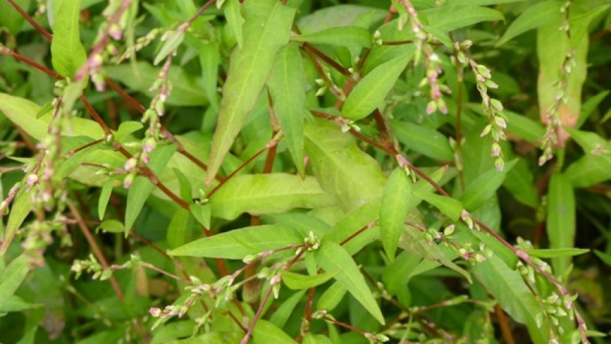 Loại rau Việt cay hơn cả ớt, không trồng vẫn mọc um tùm lại cực tốt cho sức khỏe