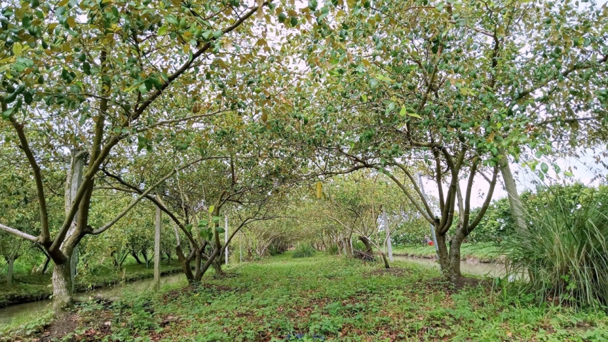 Trái cây ĐBSCL: Liên kết lỏng lẻo, khó xây dựng thương hiệu