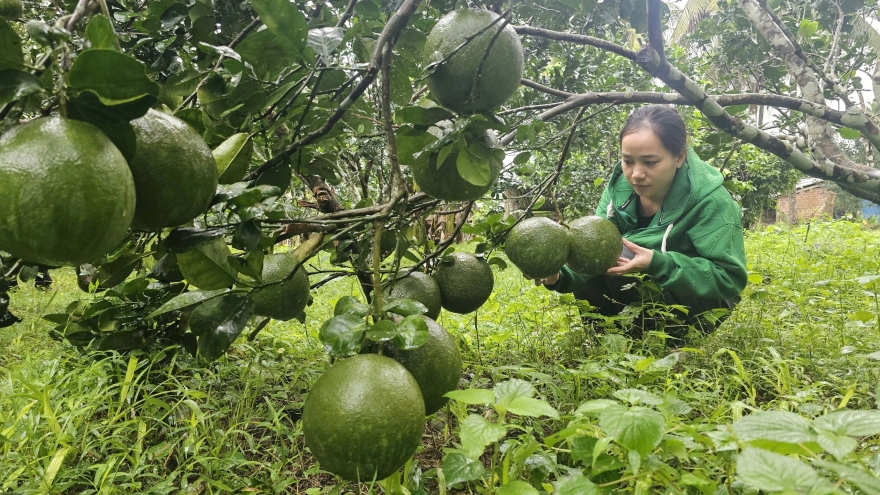 Nhà vườn ở Bình Định “ép cây” cho trái bán Tết