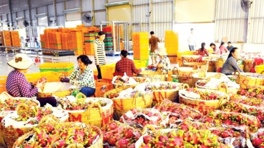 Xuất khẩu rau quả hướng tới mục tiêu 8 tỷ USD trong năm nay