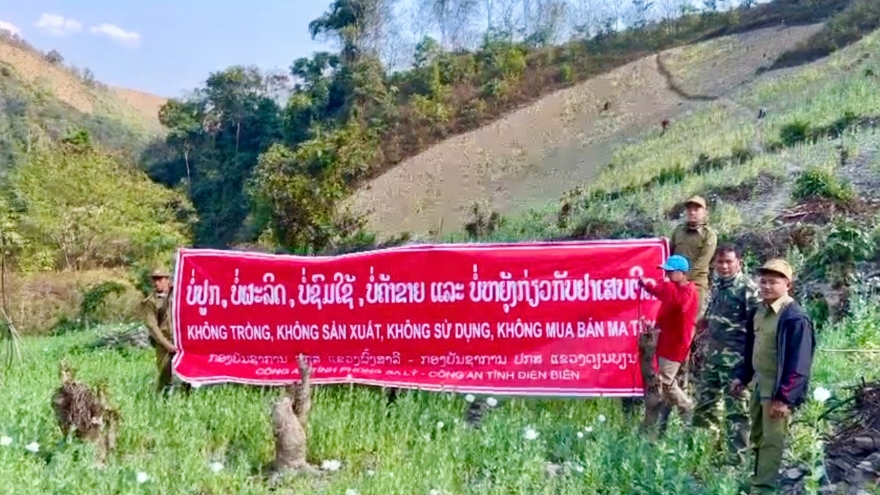 Công an Việt Nam - Lào phối hợp phá nhổ gần 70ha cây thuốc phiện