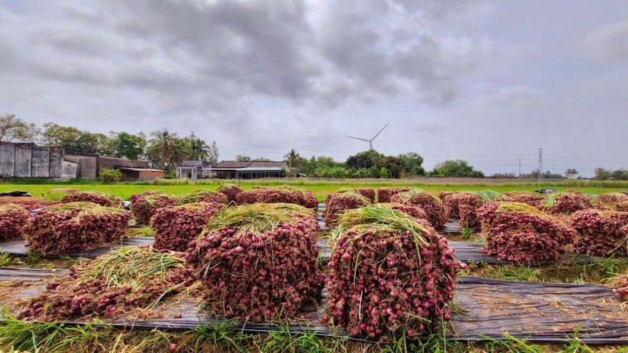 Hành tím Vĩnh Châu (Sóc Trăng) mất mùa, rớt giá