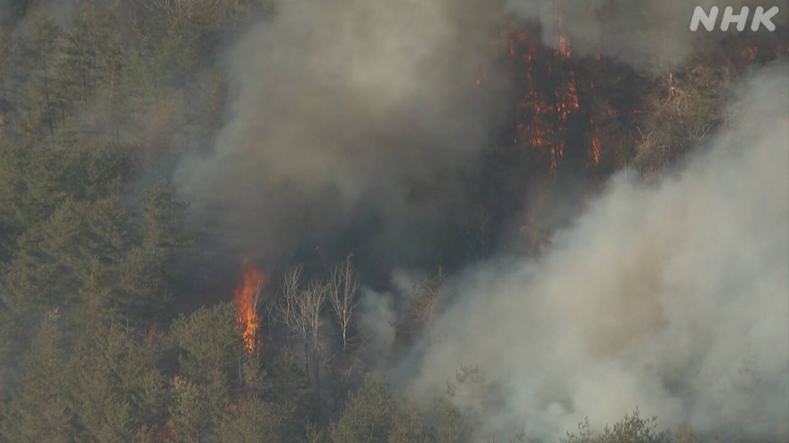 Cháy rừng nghiêm trọng tại Nhật Bản, 550 người phải đi lánh nạn