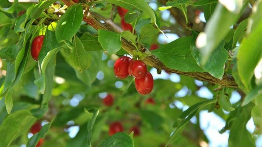 Lên núi săn dược liệu được ví như “vàng đỏ”