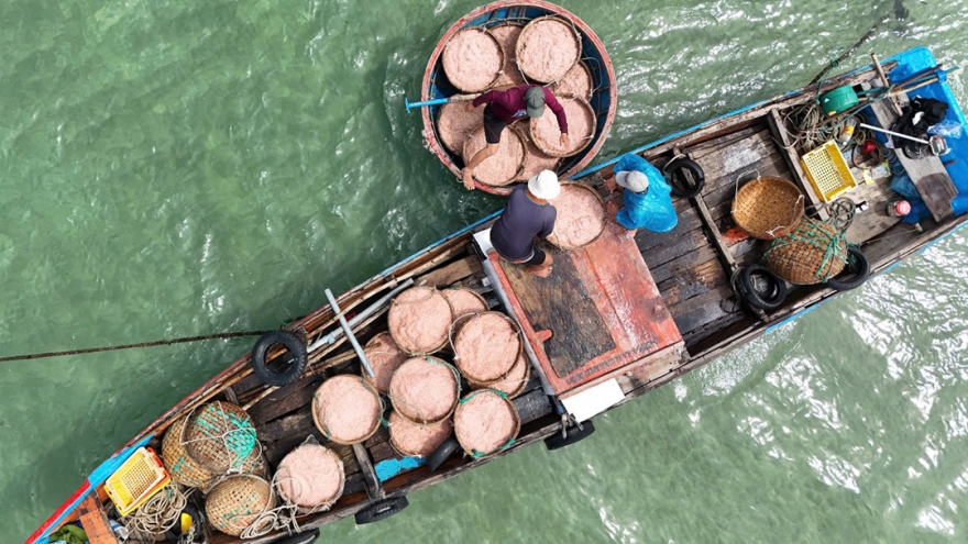 Ngư dân Quảng Ngãi kiếm tiền triệu mỗi ngày nhờ được mùa ruốc biển