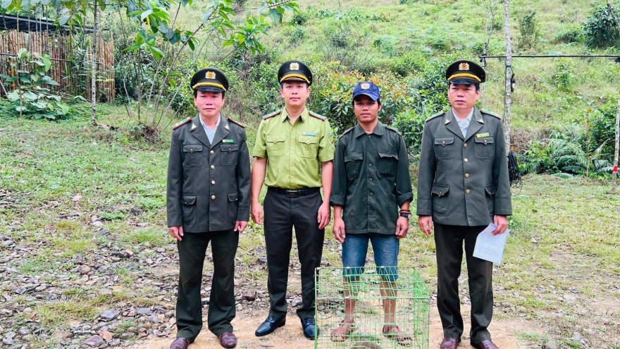 Khỉ mặt đỏ quý hiếm được người dân Huế giao nộp cho kiểm lâm