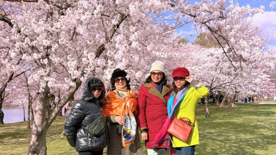 Pan American Travel ra mắt tour du lịch ngắm hoa anh đào tại châu Mỹ và châu Âu