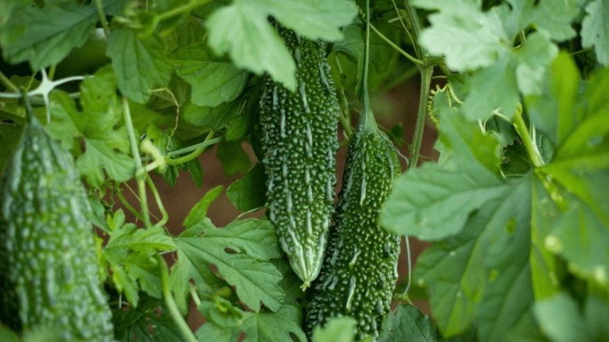 Loại quả xù xì như da cóc, nhiều người chê nhưng ép lấy nước lại cực bổ dưỡng