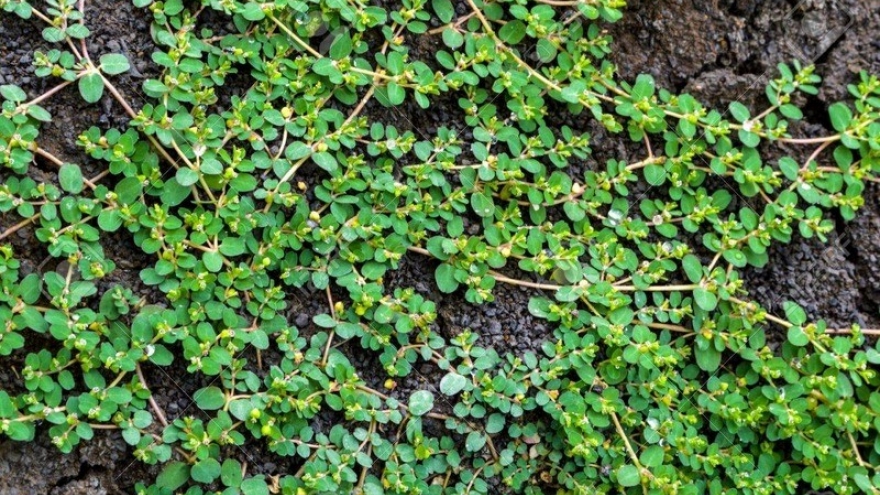 Loại cỏ “nghìn rễ” mọc dại khắp Việt Nam, là vị "thuốc quý" nhưng ít người biết