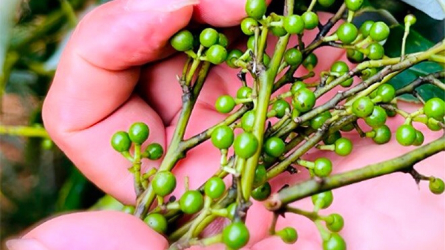 Quả rừng thơm nức, thành đặc sản khoái khẩu giá bán 250.000 đồng/kg