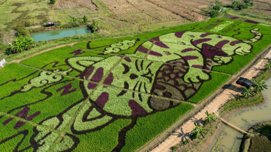 Giá gạo xuất khẩu của Thái Lan chạm ngưỡng thấp nhất trong gần 30 tháng qua