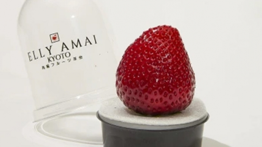 Dâu tây Nhật giá hơn 500.000 đồng/quả, muốn mua không dễ