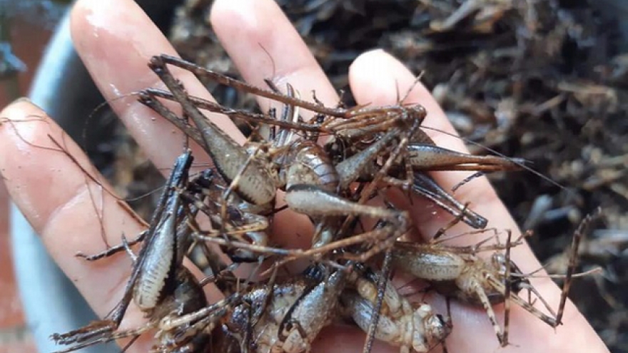 Loại tôm lạ chỉ sống trong rừng rậm, hang đá hoặc thân cây