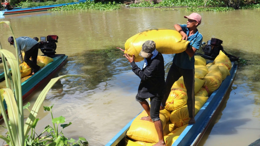 Tháo gỡ điểm “nghẽn” trong chuỗi lúa gạo