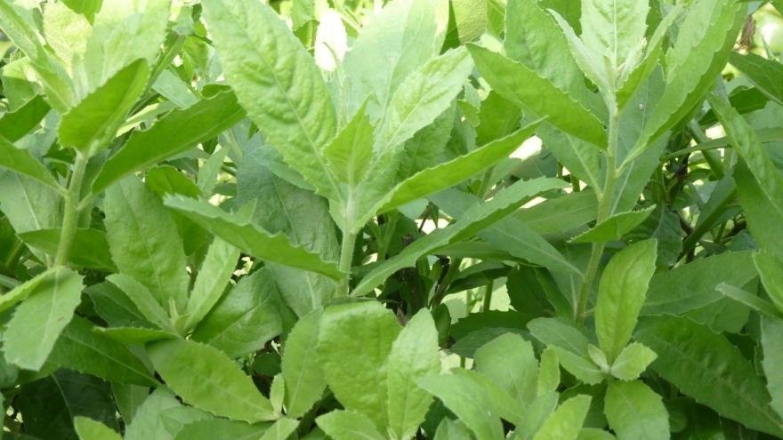 Loại cây dại tưởng chỉ bỏ đi, lại là “thuốc quý” không phải ai cũng biết