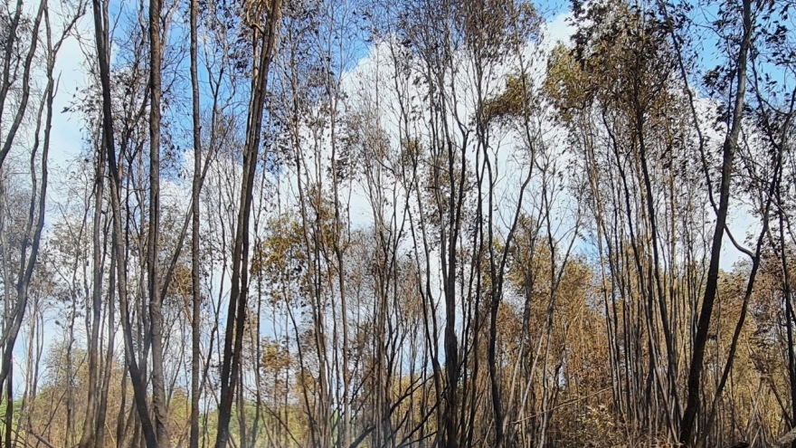 Cháy rừng giao khoán của hộ dân ở Cà Mau