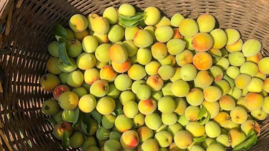 Loại quả vừa thơm vừa tốt cho sức khỏe, vào mùa bán đầy chợ, giá rẻ như cho